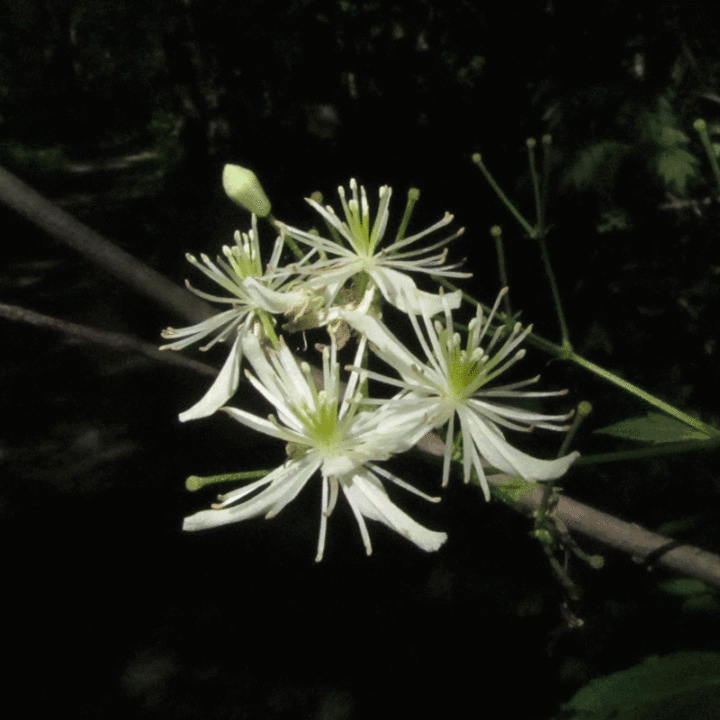 Western White Clematis (7 Cubic Inch) - Image 2