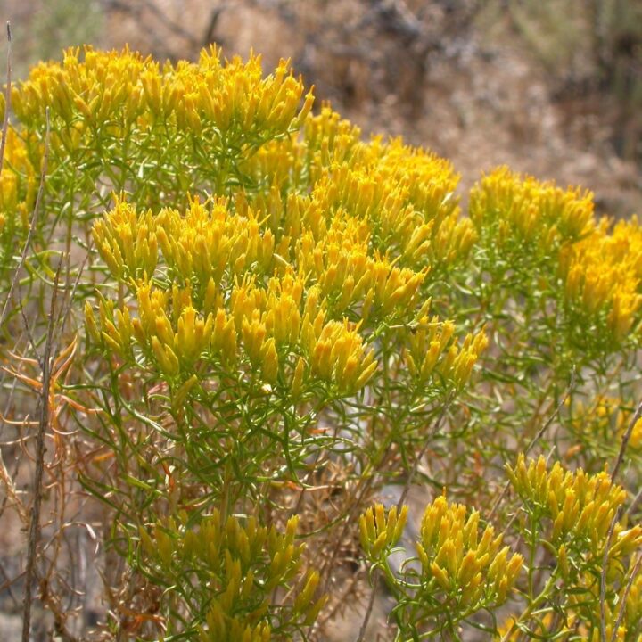Rubber Rabbitbrush (1 Gallon)