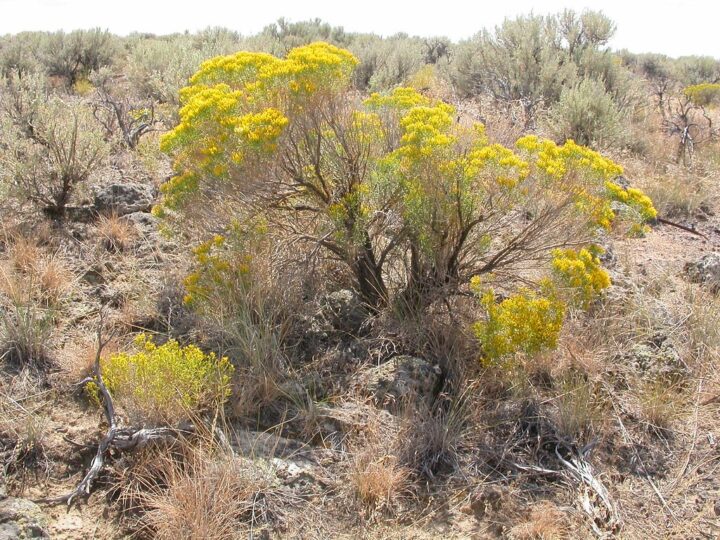 Rubber Rabbitbrush (1 Gallon) - Image 2