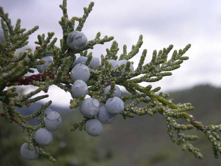 Rocky Mountain Juniper (40 Cubic Inch)