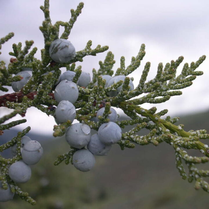 Rocky Mountain Juniper (40 Cubic Inch)
