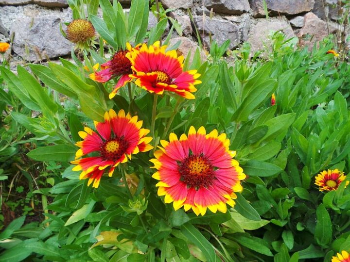 Blanket Flower (7 Cubic Inch)