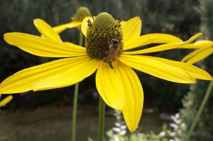 Cutleaf Coneflower (7 Cubic Inch)