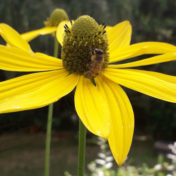 Cutleaf Coneflower (7 Cubic Inch)
