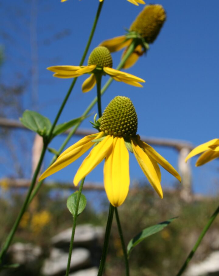 Cutleaf Coneflower (7 Cubic Inch) - Image 2