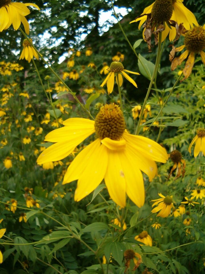Cutleaf Coneflower (7 Cubic Inch) - Image 3