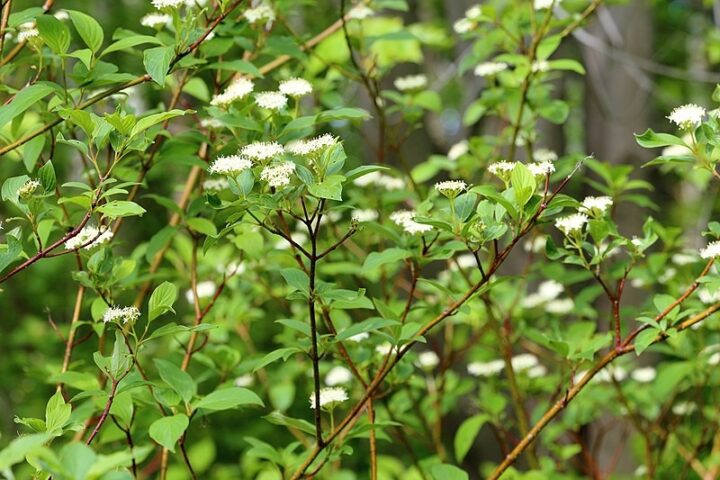 Redosier Dogwood (40 cubic inch) - Image 2