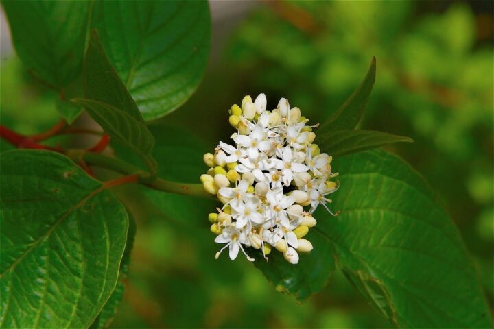 Redosier Dogwood (40 cubic inch)