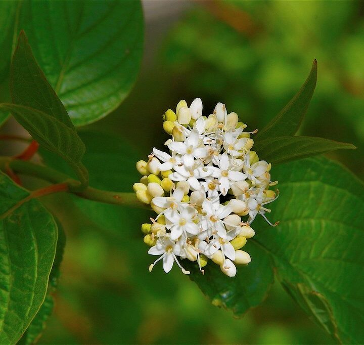 Redosier Dogwood (40 cubic inch)