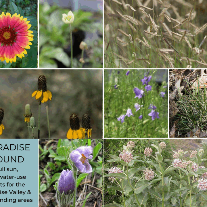 Paradise Found Plant Packs