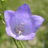 American Harebell (7 Cubic Inch)