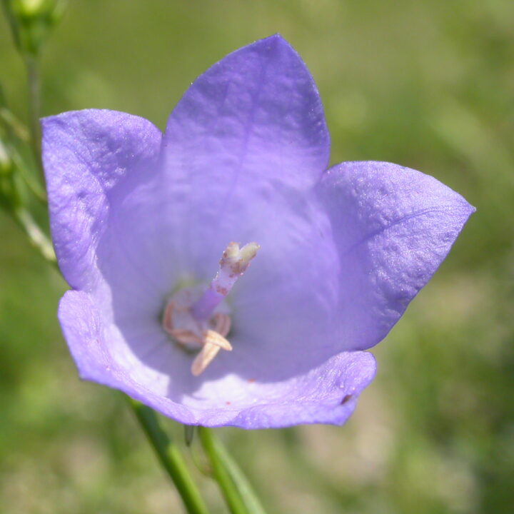American Harebell (7 Cubic Inch)