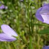 American Harebell (7 Cubic Inch) - Image 2