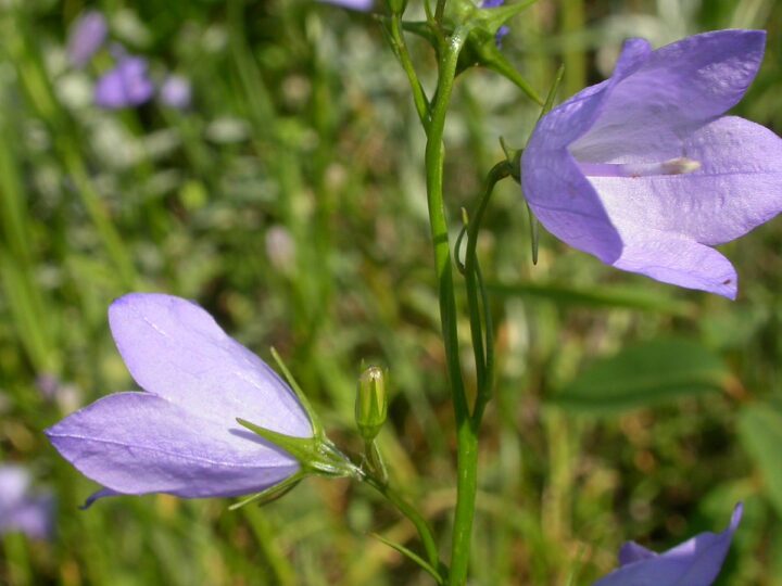American Harebell (7 Cubic Inch) - Image 2