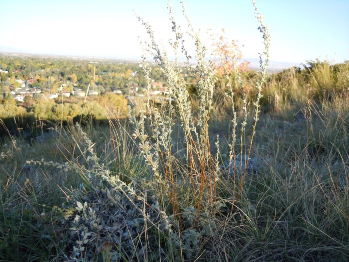 Fringed Sagebrush or Prairie Sagewort (1 Gallon) - Image 2