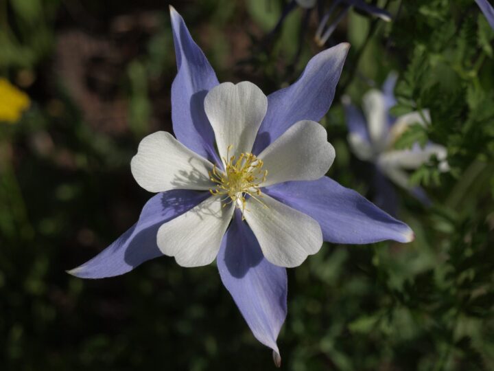 Colorado Columbine (7 Cubic Inch)