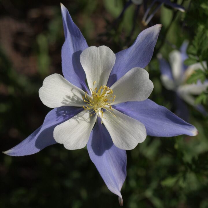 Colorado Columbine (7 Cubic Inch)