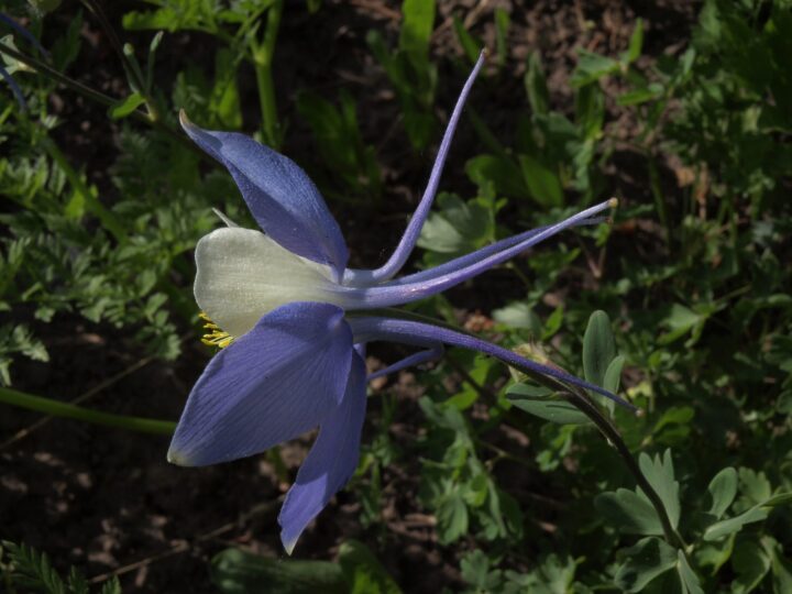 Colorado Columbine (7 Cubic Inch) - Image 2