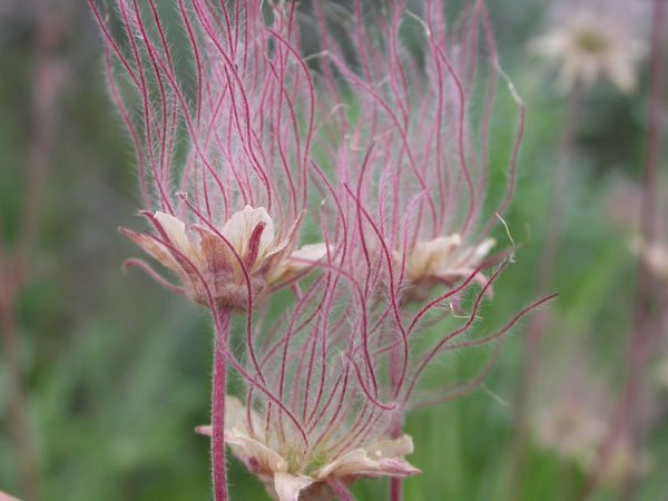 Prairie Smoke (7 Cubic Inch) - Image 2