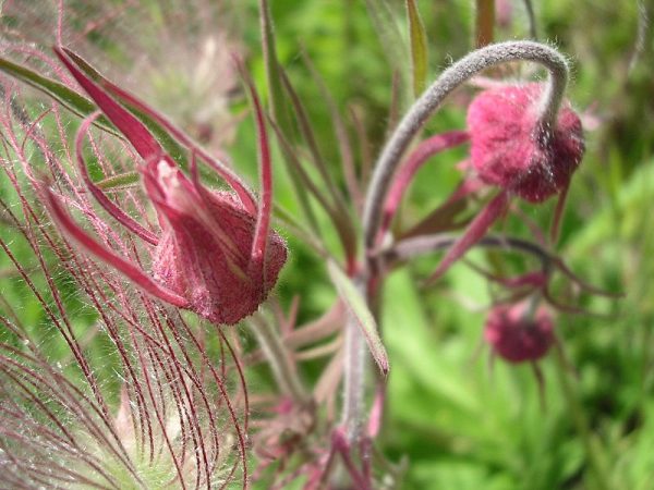 Prairie Smoke (7 Cubic Inch) - Image 3