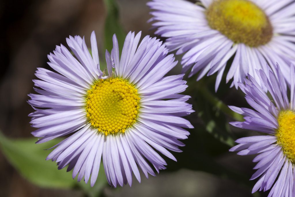 Showy Fleabane Daisy (7 Cubic Inch) Montana Freshwater Partners Showy Fleabane Daisy (7 Cubic Inch) Montana Freshwater Partners