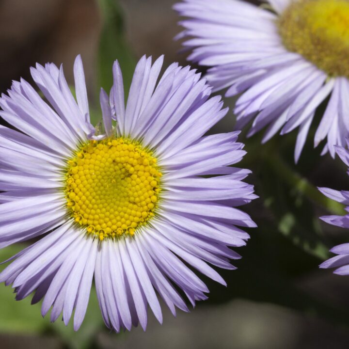 Showy Fleabane Daisy (7 Cubic Inch)