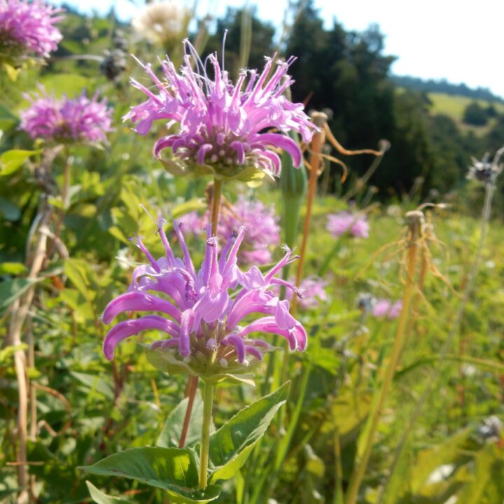Bee Balm / Wild Bergamot (7 Cubic Inch)