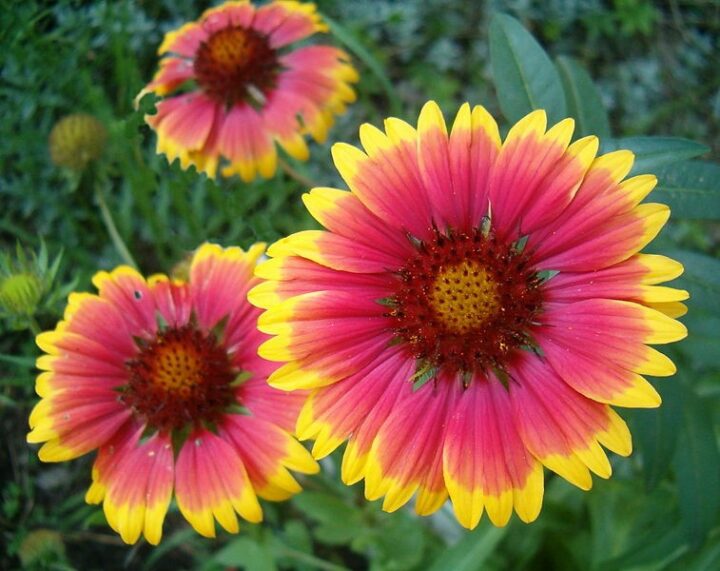 Blanket Flower (7 Cubic Inch) - Image 3
