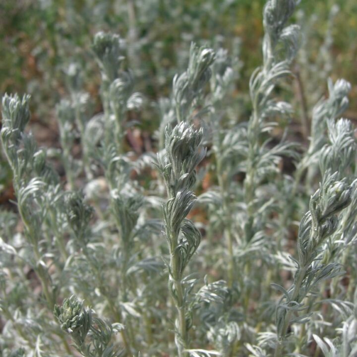 Fringed Sagebrush or Prairie Sagewort (1 Gallon)