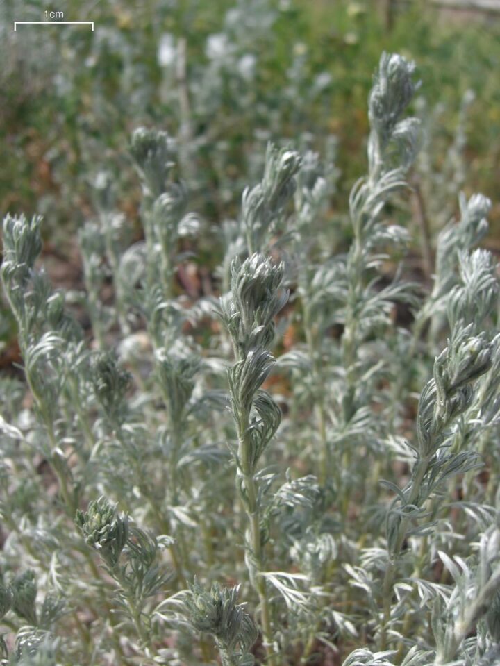 Fringed Sagebrush or Prairie Sagewort (1 Gallon)