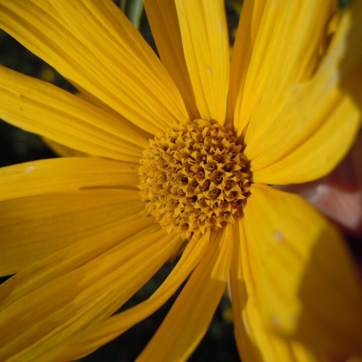 Maximillian Sunflower (1 Gallon)