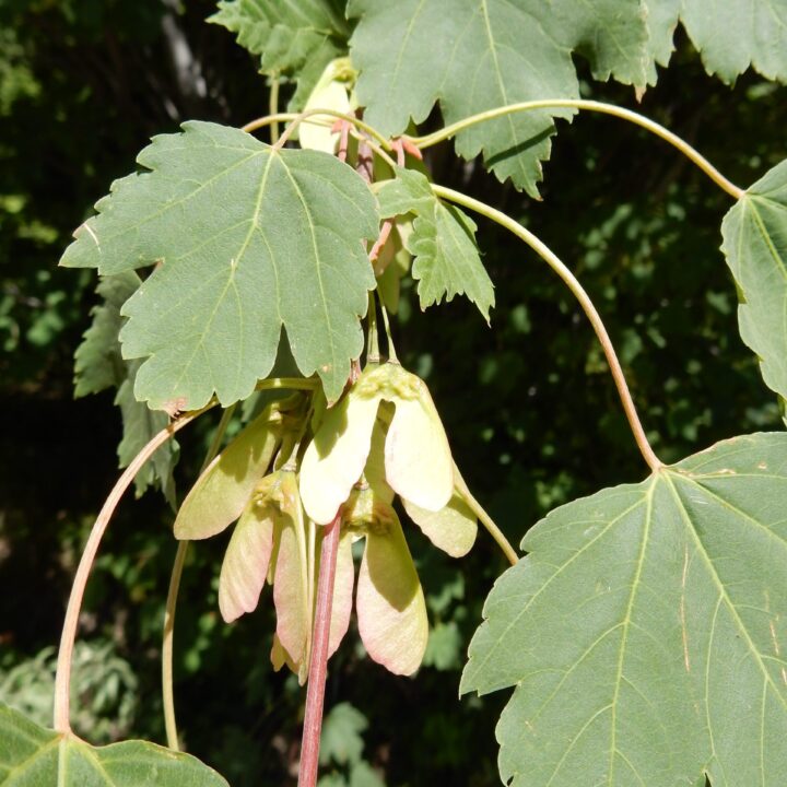 Rocky Mountain Maple (40 Cubic Inch)