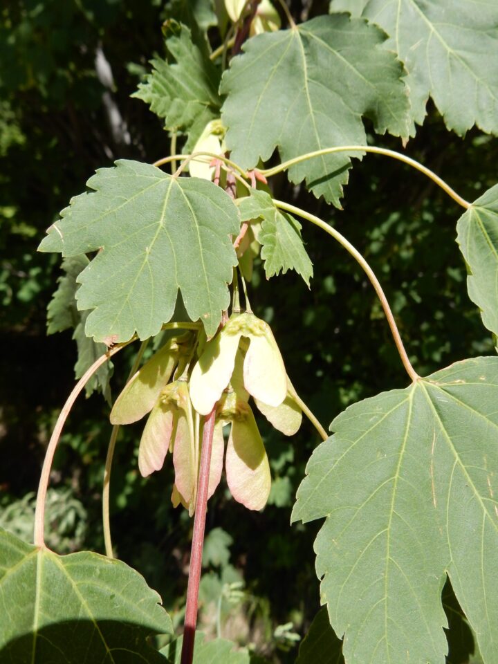 Rocky Mountain Maple (40 Cubic Inch)
