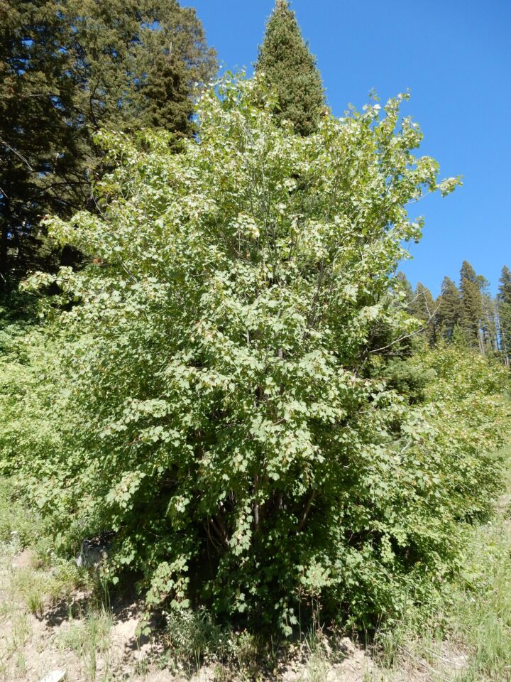 Rocky Mountain Maple (40 Cubic Inch) - Image 2