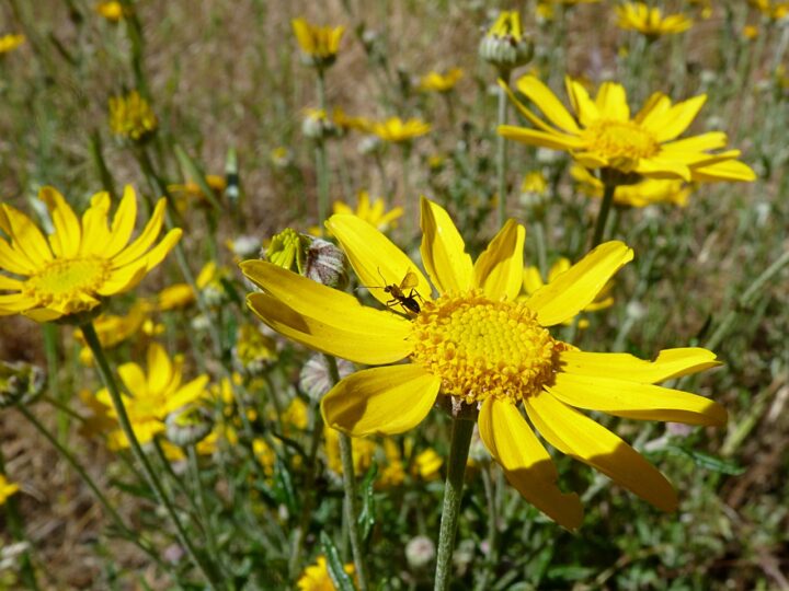 Wooly Sunflower (7 Cubic Inch)