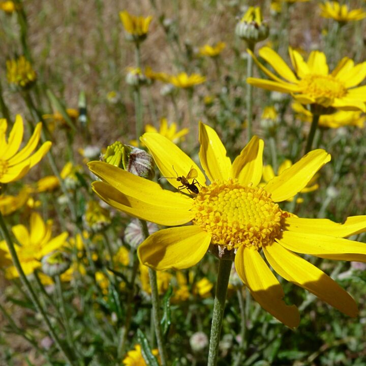 Wooly Sunflower (7 Cubic Inch)