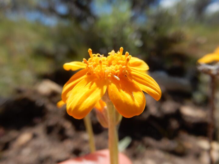 Wooly Sunflower (7 Cubic Inch) - Image 3
