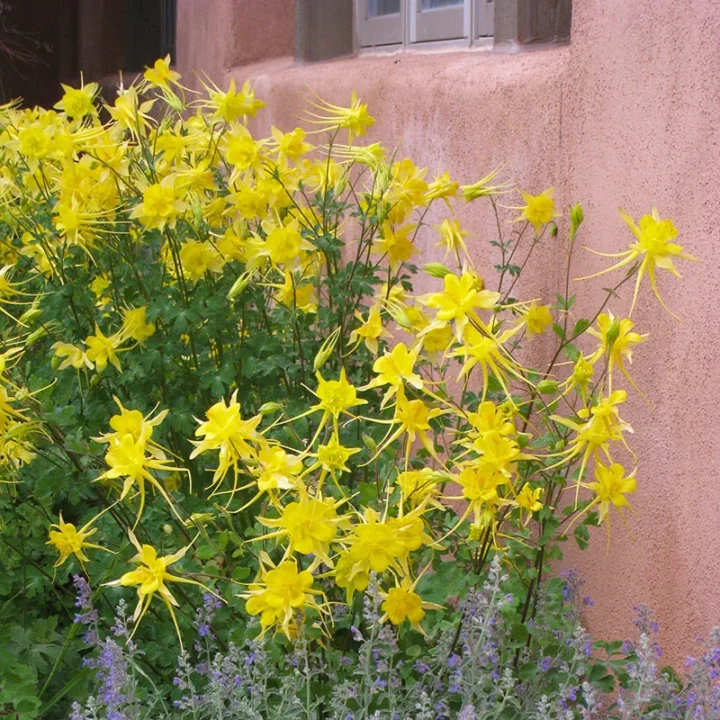 Yellow Columbine (7 Cubic Inches)