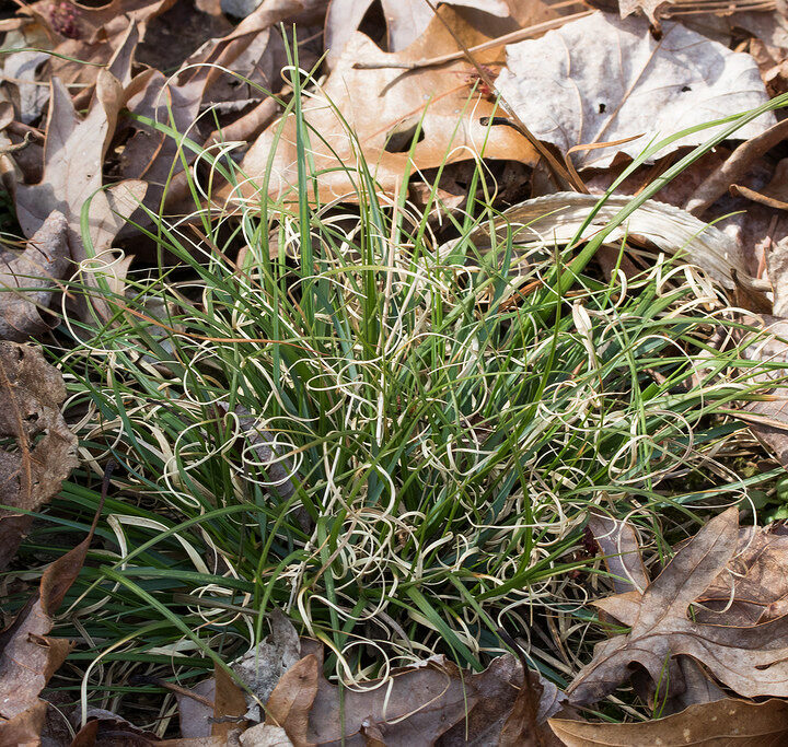 Poverty Oatgrass (7 Cubic Inch)