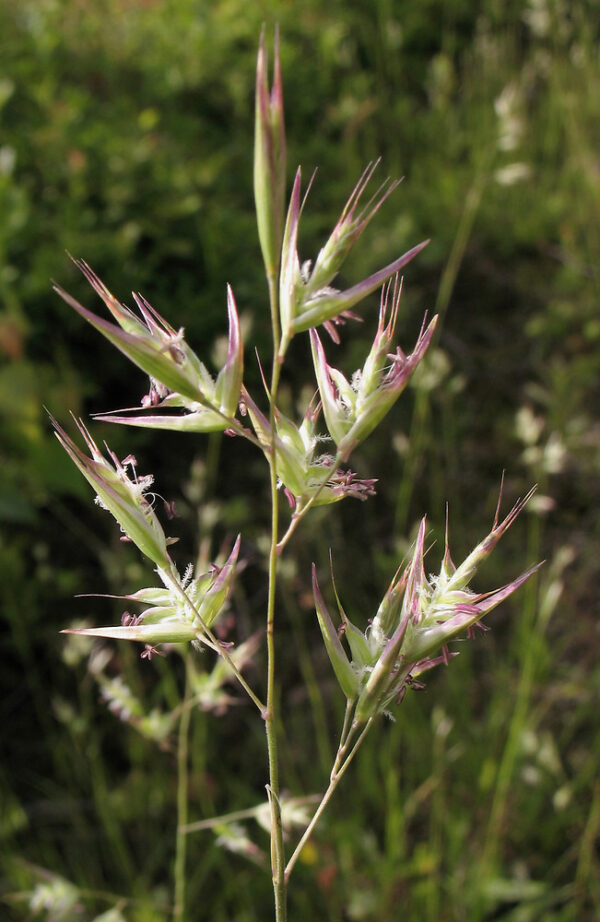 Poverty Oatgrass (7 Cubic Inch) - Image 3