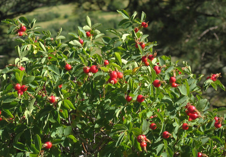 Woods' Rose (40 Cubic Inch) - Image 2