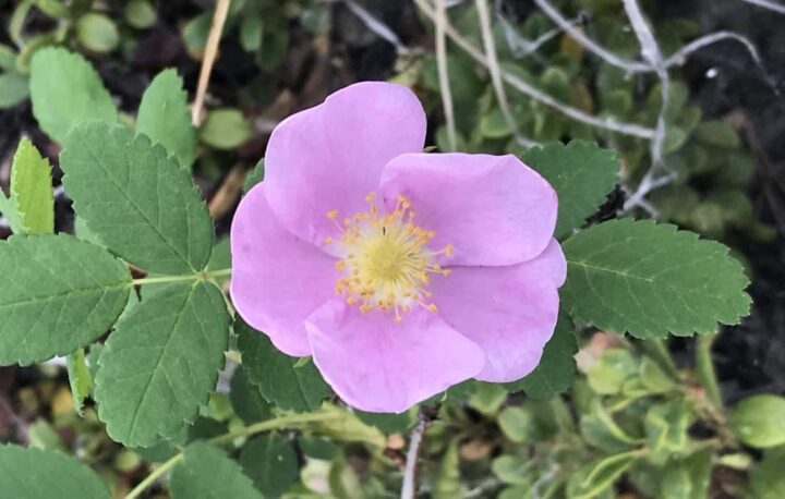 Woods' Rose (40 Cubic Inch) - Image 3