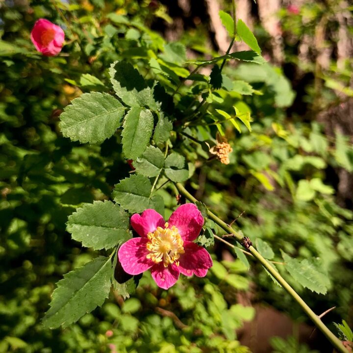 Woods' Rose (40 Cubic Inch)
