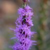 Dotted Gayfeather (7 Cubic Inch) - Image 2