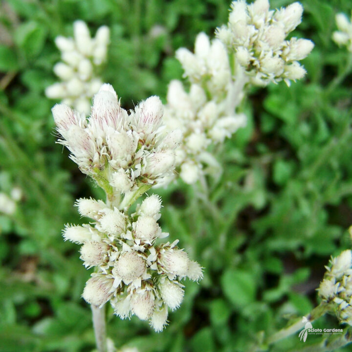 Small-Leaf Pussytoes (7 Cubic Inch)