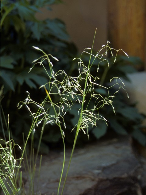 Indian Ricegrass (7 Cubic Inch)