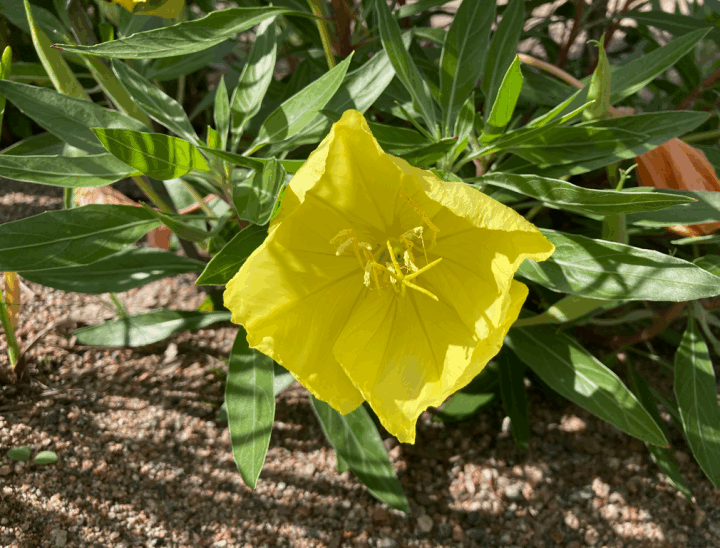 Missouri Evening Primrose (7 Cubic Inch)