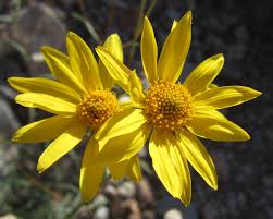 Showy Goldeneye (7 Cubic Inch)