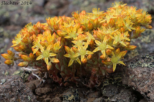Spearleaf Stonecrop (1 Quart)
