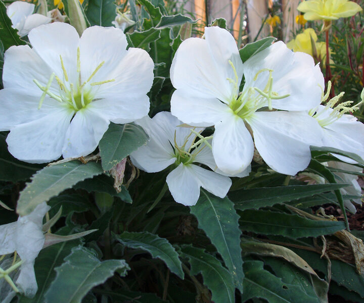 Tufted Evening Primrose (7 Cubic Inch)